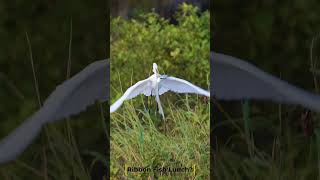 Prized Catch Claimed by Great Egret birdsofprey birds wildlife shorebirds naturelovers nature [upl. by Foote]