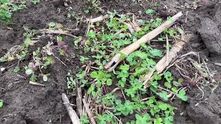 Crimson Clover Cover Crop [upl. by Mcgaw]