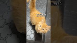 Tato 🦁 is looking for whiskergrowing advice 💭👇 orangecat fluffycat meowmeow fosterkittens [upl. by Asseniv432]