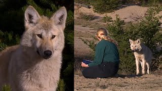 AU PAYS DU LOUP avec Gisèle Benoit Épisode 2 – Les deux meutes [upl. by Rambert]