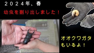 カブトムシの幼虫！カブトムシ幼虫割り出し2024年オオクワガタ [upl. by Konyn]