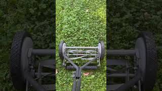 All about our lawn mower for our clover lawn clover lawn mower ecofriendly lawncare [upl. by Anay]