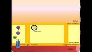 Thyroid Hormone Synthesis [upl. by Callean]