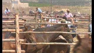 Capítulo 2 quotLos caballos del santoquot Serie Documental quotA Galopar jinetes y caballosquot [upl. by Toback]