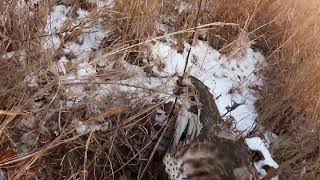 Falconry Red Tailed Hawk awesome flight on a rabbit [upl. by Einehpets]