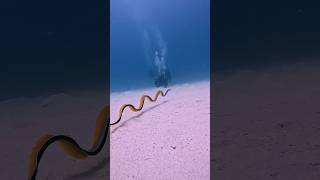 Ribbon eel swimming swimming oceannoise ocean water [upl. by Fen]