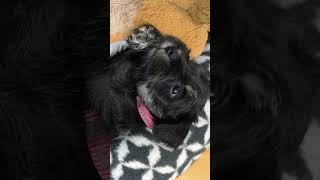 Stör mich nicht ich chille gerade 🤫 fypシ゚viral cute puppy sortsyoutube pets minitureschnauzer [upl. by Llenrag]