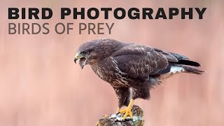 BIRD PHOTOGRAPHY  Photographing birds of prey [upl. by Ahsert]