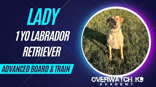 Lady  1 Year Old Labrador Retriever  14 Day Transformation  Impulse Control  Obedience Training [upl. by Nrehtac228]