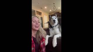 Husky Says I Love You to Owner [upl. by Boycey]