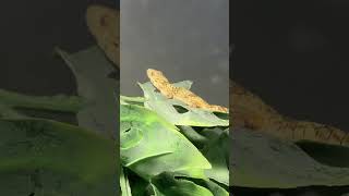 My brand new eurydactylodes Incredible species foryou cool animalshorts explore subscribe [upl. by Asinla]