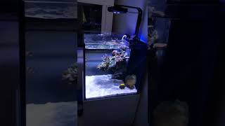 Nano Reef Tank size 50x50x50 [upl. by Arnon]