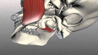 Muscles of Mastication  Anatomy Tutorial [upl. by Elidad514]