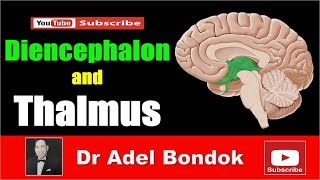 Diencephalon and Thalamus Dr Adel Bondok [upl. by Enyledam333]