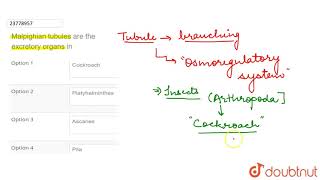 Malpighian tubules are the excretory organs in [upl. by Francesco]