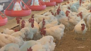 Avian flu outbreak More than 1 million birds euthanized in Bay Area [upl. by Akirehc]