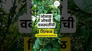 तिरफळ  Zanthoxylum rhezsta R  औषधी वनस्पती  Medicinal plant [upl. by Bazar253]