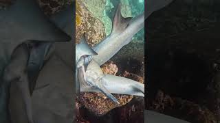 Sharks Mating 🦈🦈 sharks shark underwatervideo underwaterlife underwaterworld [upl. by Onitsoga77]