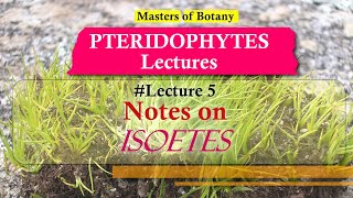 Lecture 5  Isoetes Quill worts Life Cycle  Pteridophyta Lecture Notes [upl. by Aileno]