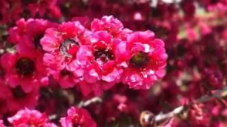 Leptospermum Scoparium Red Ensign New Zealand Tea Tree [upl. by Bogosian]