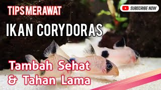 Tips Jitu Merawat Ikan Corydoras Lebih Sehat dan Tahan Lama [upl. by Anerdna]