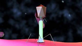 Bacteriophage T4 Virus  3D Animation [upl. by Notxed]