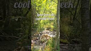 Little moments make Homestead life perfect homesteading mountainlife getoutside explore creek [upl. by Cathie]