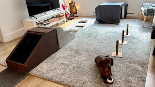 Mini dachshund attempts a dog obstacle course [upl. by Rehpotsirk]