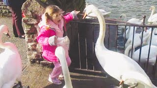 This is Why You Never Ever Mess With Swans Again  Swan Attacks  PETASTIC 🐾 [upl. by Cathrine]