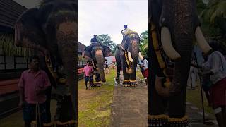 aana  tradingsongs malayalam viralreel viralvideo elephant aanayoottu love eforelephant [upl. by Bordiuk]