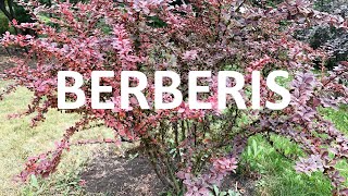 What does a Barberry Bush look like Berberis [upl. by Aeneas]