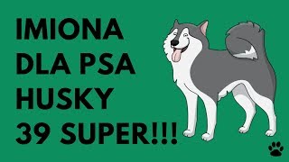 Imiona Dla Husky  39 SUPER Imiona  Imionowo [upl. by Edwyna]