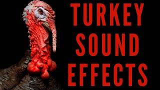 TURKEY SOUND EFFECTS  Turkey Gobbling [upl. by Guillemette124]