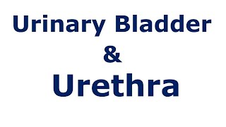 Chp30 BDC Vol2  Anatomy of URINARY BLADDER amp URETHRA  Dr Asif Lectures  BD Chaurasia [upl. by Adnih735]