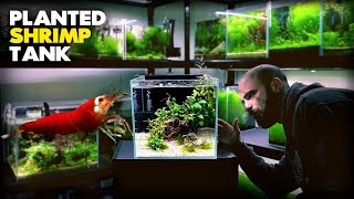 Aquascape Tutorial SHRIMP CUBE AQUARIUM How To Step by Step Planted Tank Guide [upl. by Lenahtan896]