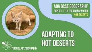 Adapting to Hot Deserts  AQA GCSE Geography  Hot Deserts 2 [upl. by Spancake]