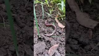 Earthworm Vs Chicken animals animalsvideo earthworm [upl. by Nireves]