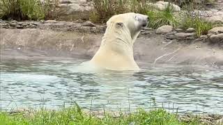 Polar Bear Splash Swimming and Shaking Off” [upl. by Ahsoym474]