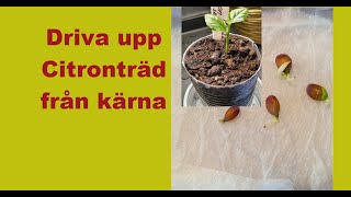 Driva upp Citronträd från kärna Del 1 [upl. by Haidedej888]