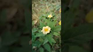 Baralaha Scientific name Sida cordifolia L viralshorts naturemusic [upl. by Ardnasirhc]