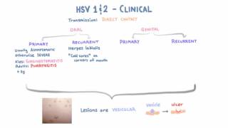 HSV  Clinical Presentation  Part 1 [upl. by Anirdnaxela]