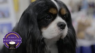 Best of Breed Minute Cavalier King Charles Spaniel [upl. by Harbird382]