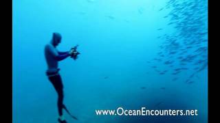 Swimming with Bull Sharks  CAUTION  Smart Sharks  BBC Earth [upl. by Barbur]