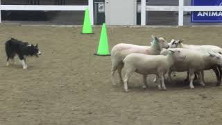 Royal Winter Fair 2024 Sheep Herding Demonstration [upl. by Baalbeer489]