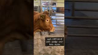 Dry cow for €2620 at Balla Mart [upl. by Arraeit199]