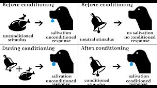 learning classical and operant conditioning [upl. by Rabma]