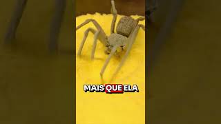 ESSA ARANHA DÁ MEDO [upl. by Catto]