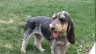 basset griffon bleu de gascogne [upl. by Dedrick]