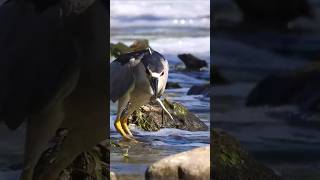 The Heron on the Hunt heron nature birds [upl. by Nnaitak306]