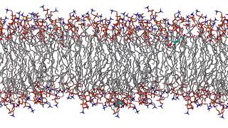 Syringyl alcohol membrane crossing [upl. by Christensen21]